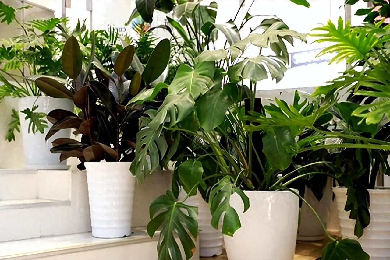防病毒推荐榜_杀菌植物推荐_绿植空气净化器