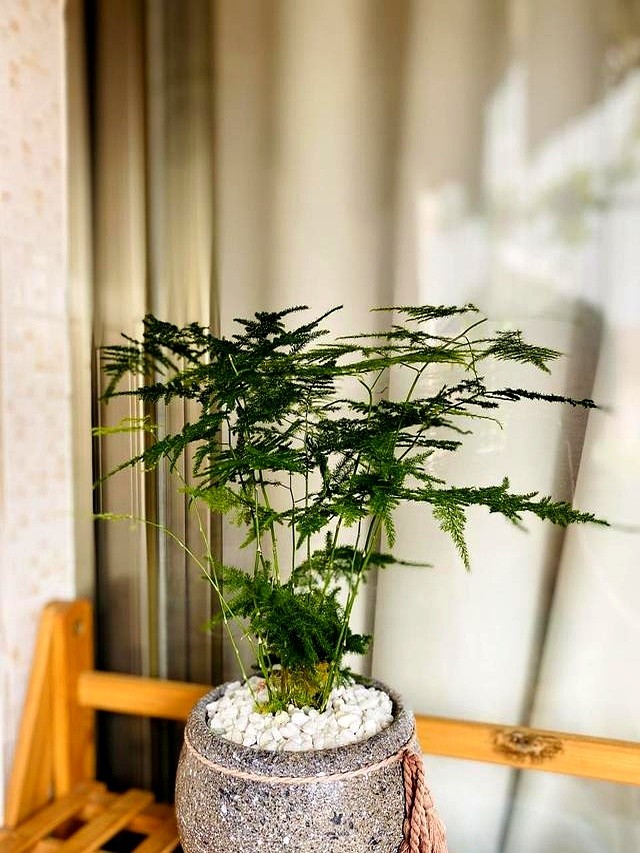 绿植空气净化器_防病毒推荐榜_杀菌植物推荐