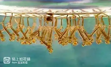 防病毒推荐榜_虫媒病毒传播_蚊子灭虫方法