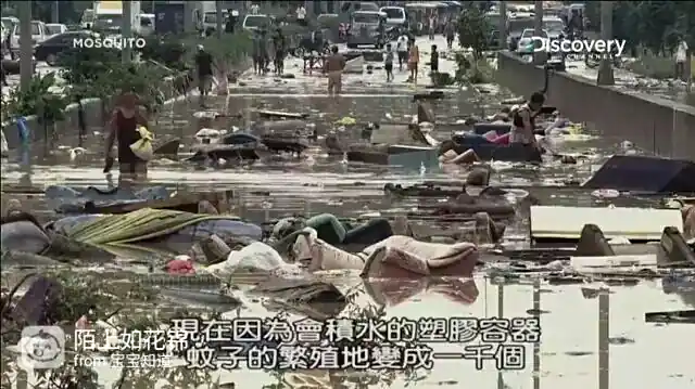 防病毒推荐榜_虫媒病毒传播_蚊子灭虫方法