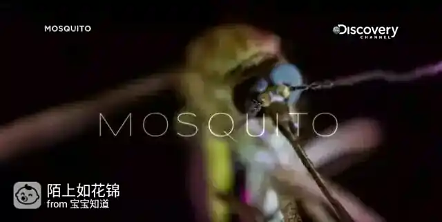 蚊子灭虫方法_虫媒病毒传播_防病毒推荐榜