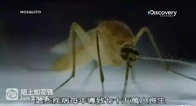 防病毒推荐榜_虫媒病毒传播_蚊子灭虫方法
