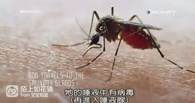 虫媒病毒传播_防病毒推荐榜_蚊子灭虫方法