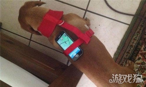 _游戏辅助工具_ POKEMON GO 抓宠技巧 