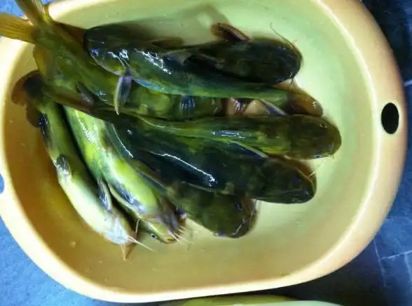 电脑提速小鱼教您应对笔记本电脑运行缓慢的方法