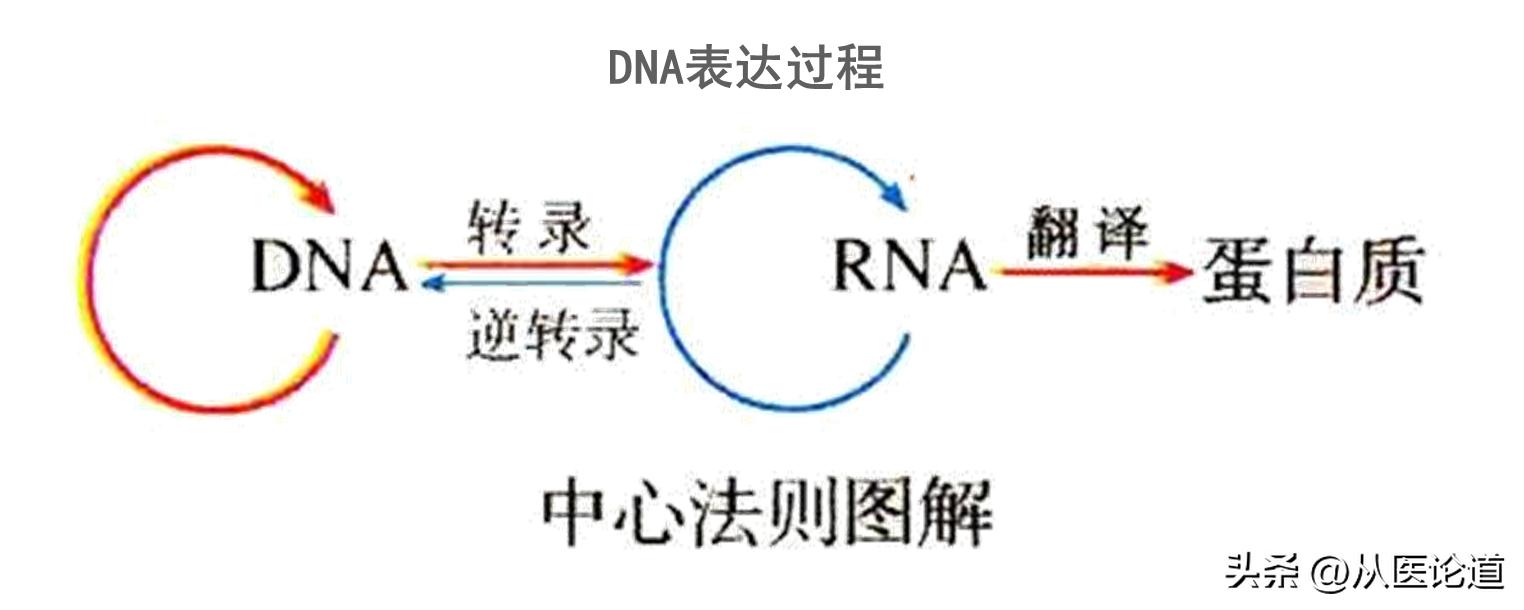 防病毒推荐榜_病毒侵染过程_病毒概述