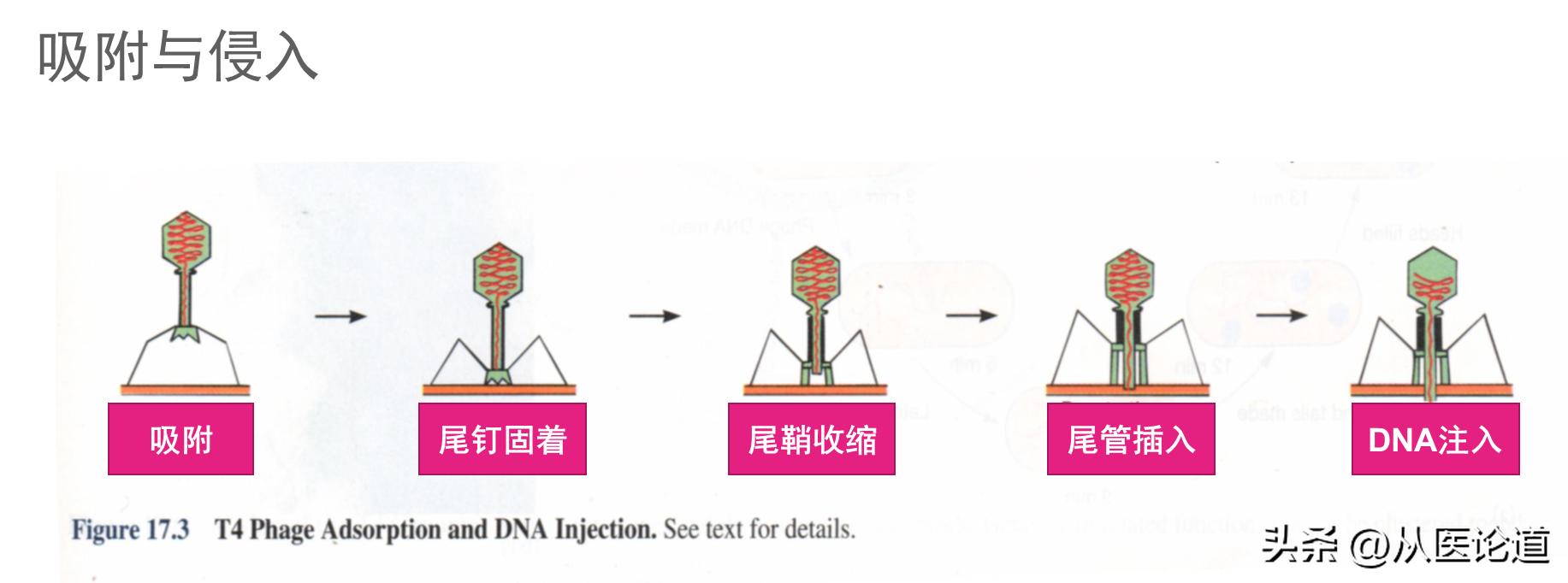 病毒侵染过程_病毒概述_防病毒推荐榜