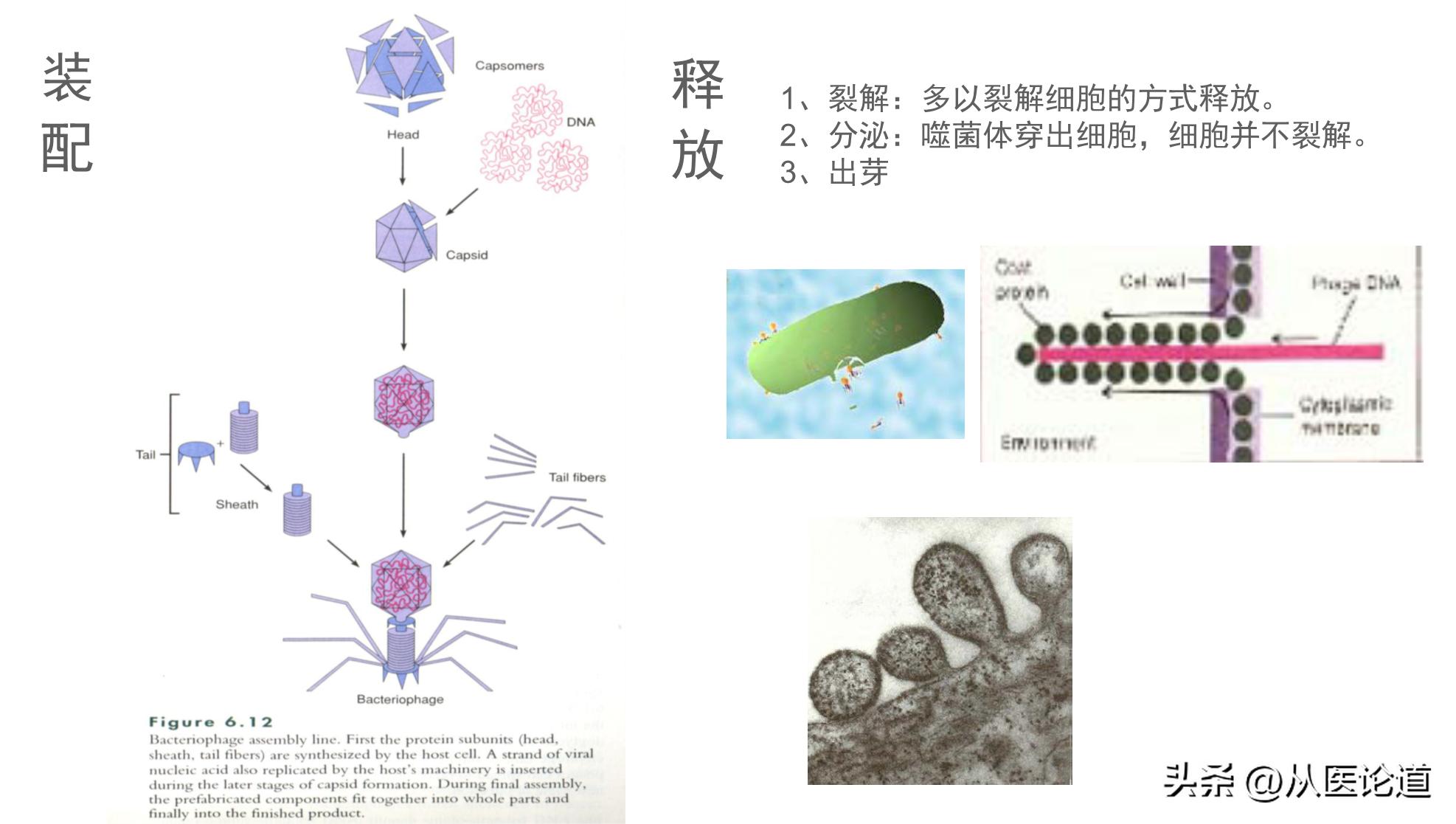 病毒侵染过程_病毒概述_防病毒推荐榜