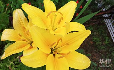 软件著作权可以代替发明吗