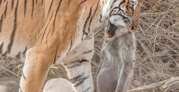 警惕游戏修改器诈骗_黑神话悟空游戏修改器骗局_游戏辅助工具