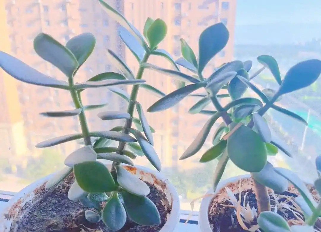 自媒体创作神器_自媒体效率工具推荐_小红书运营经验分享